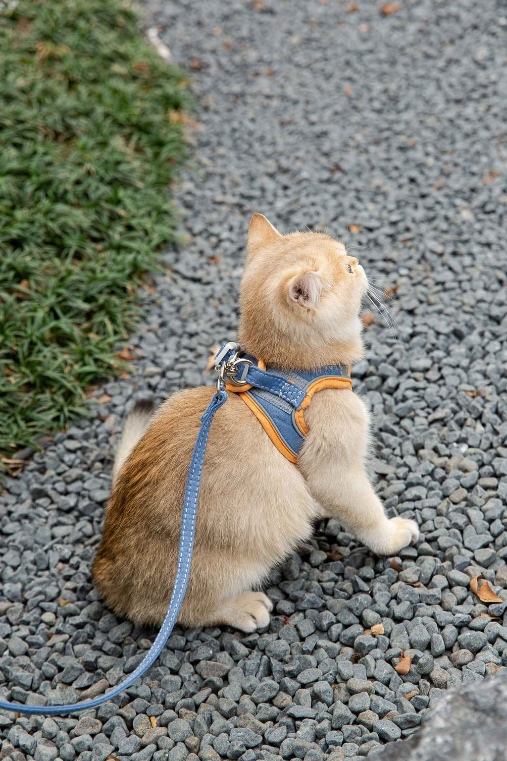 Vest-Style Reflective Chest Harness Anti-Stroke Resistance Special Rope For Walking Cats
