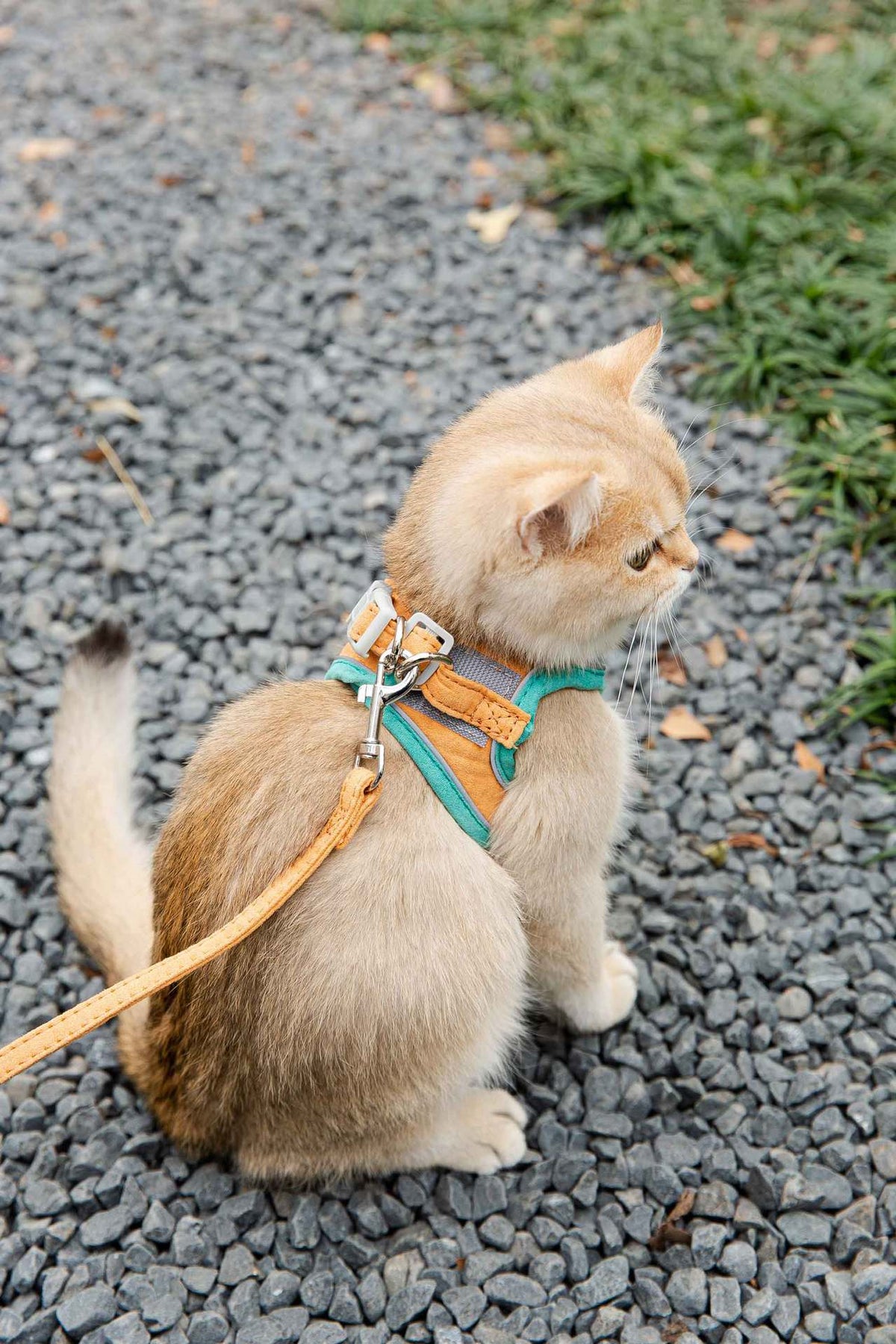 Vest-Style Reflective Chest Harness Anti-Stroke Resistance Special Rope For Walking Cats