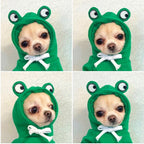 Cute Fruit Dog Clothes For Small Dogs Hoodies Cat Costume Coat