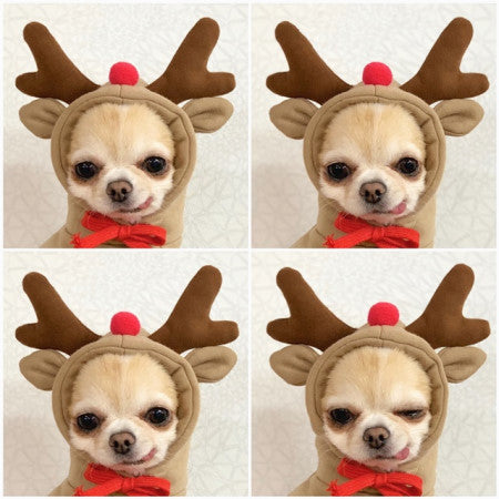 Cute Fruit Clothes For Small Dogs Hoodies Warm Fleece Cat Costume French Chihuahua Outfit
