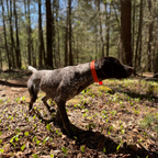 FIELD COLLAR FOR DOGS