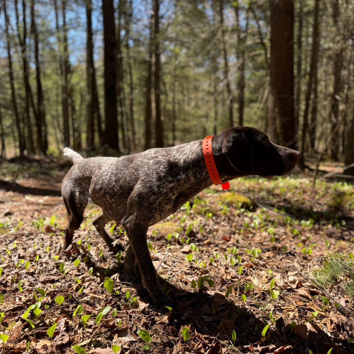 FIELD COLLAR FOR DOGS