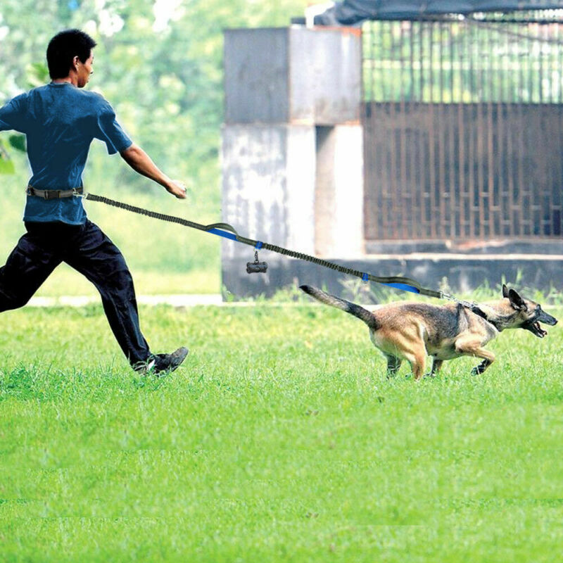 Amazon direct pet supplies multi-function running reflective leash double elastic leash traction