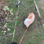 Dual Retractable Dog Leash with LED Flashlight — Walk 2 Dogs