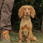 FIELD COLLAR FOR DOGS