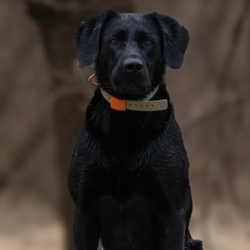 FIELD COLLAR FOR DOGS