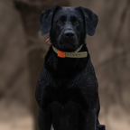 FIELD COLLAR FOR DOGS