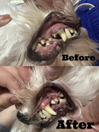Anesthesia-Free Dental Cleaning Kit Ultrasonic Tartar Remover Toothbrush for Dogs & Cats
