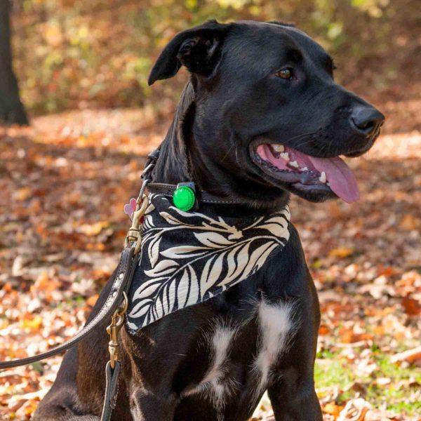 Guardian Dog Light – Waterproof, Ultra-Bright LED Clip-On  for Pet Visibility and Safety