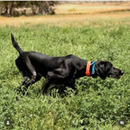 FIELD COLLAR FOR DOGS