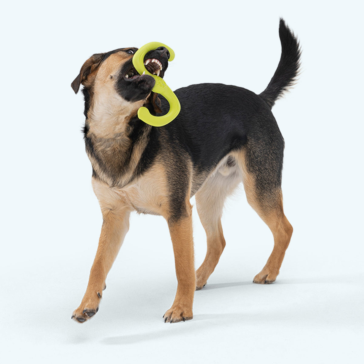 Bumi Fetching, Chewing Toy for Dogs