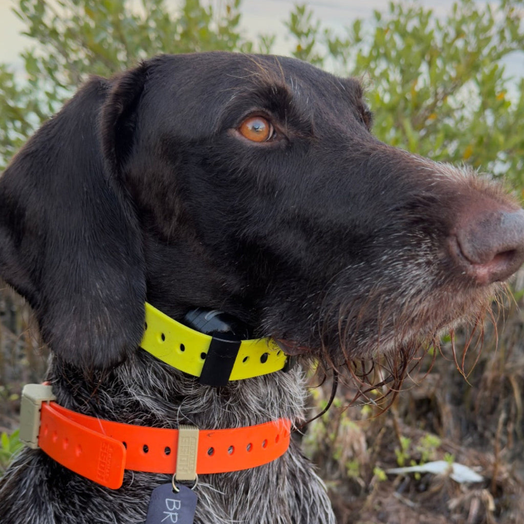 FIELD COLLAR FOR DOGS