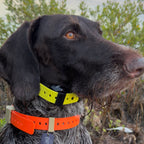FIELD COLLAR FOR DOGS