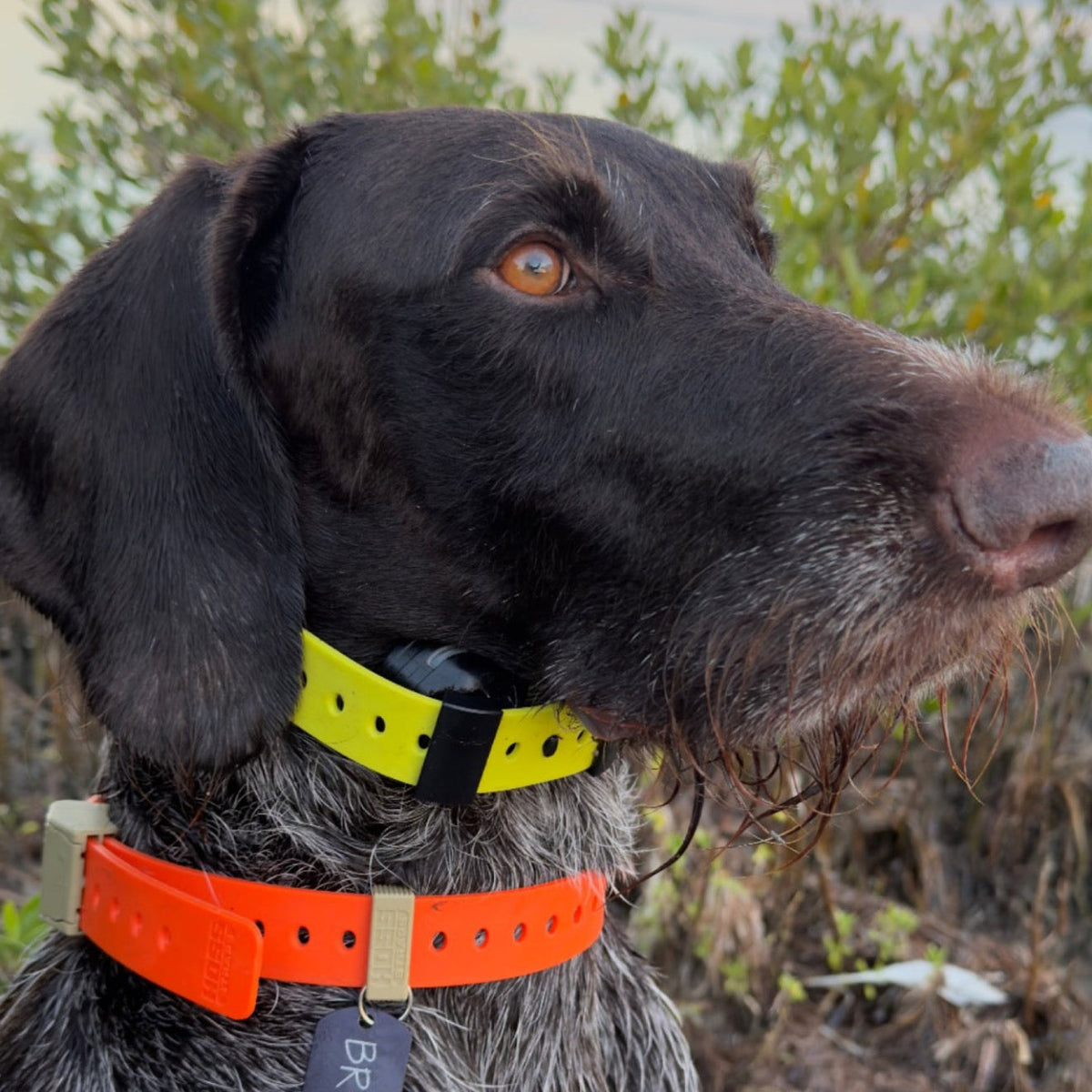 FIELD COLLAR FOR DOGS
