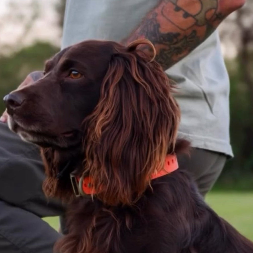 FIELD COLLAR FOR DOGS