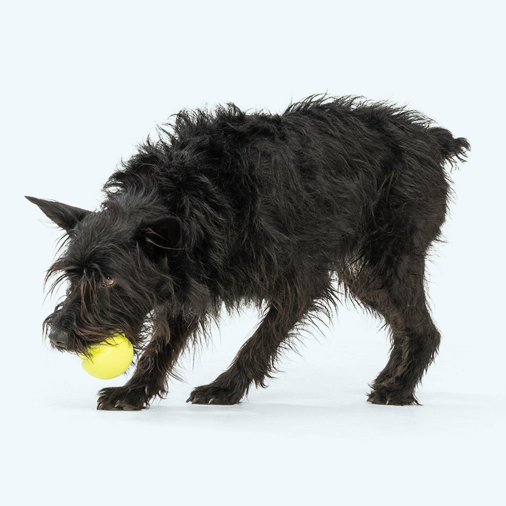 Jive Fetching Toy for Dogs