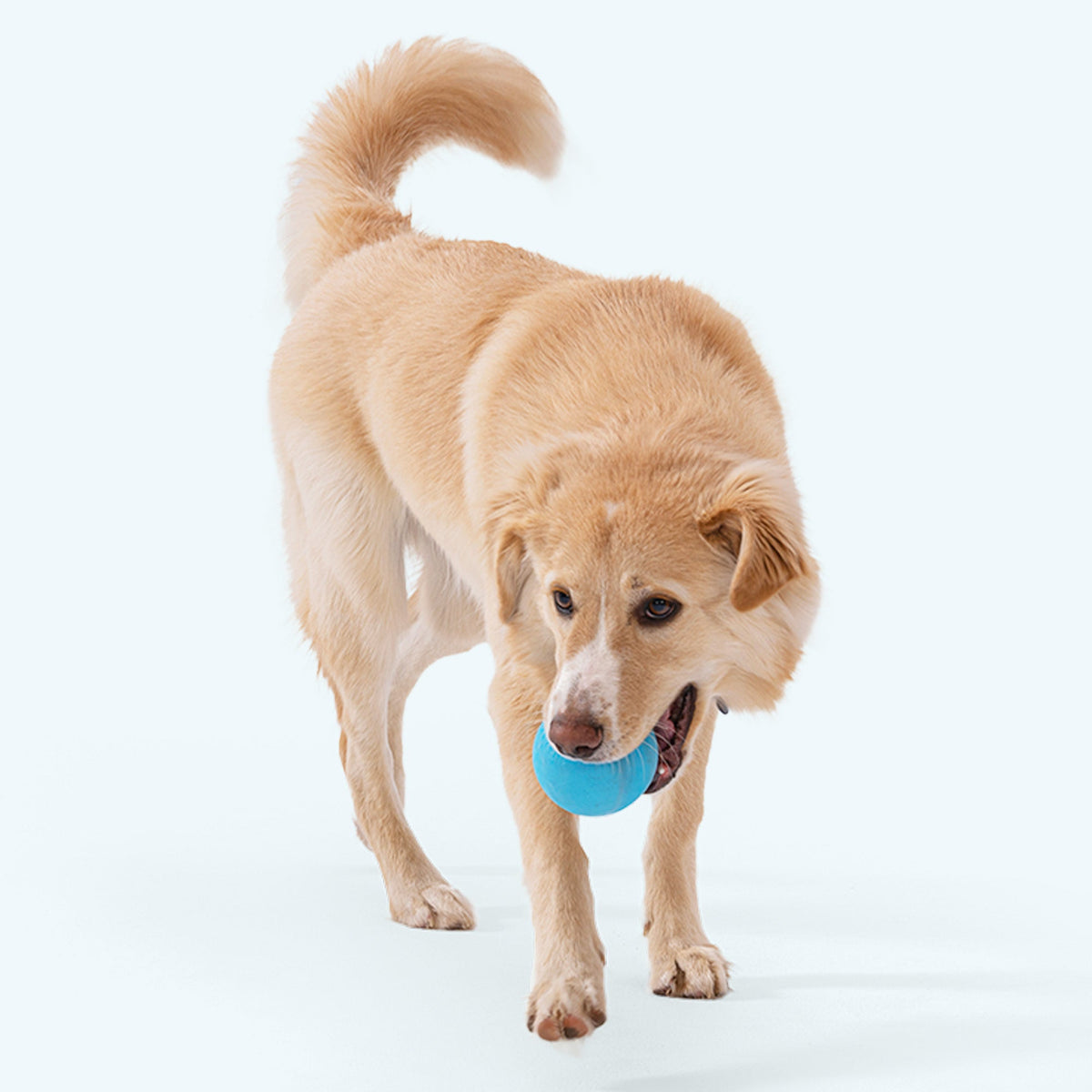 Jive Fetching Toy for Dogs