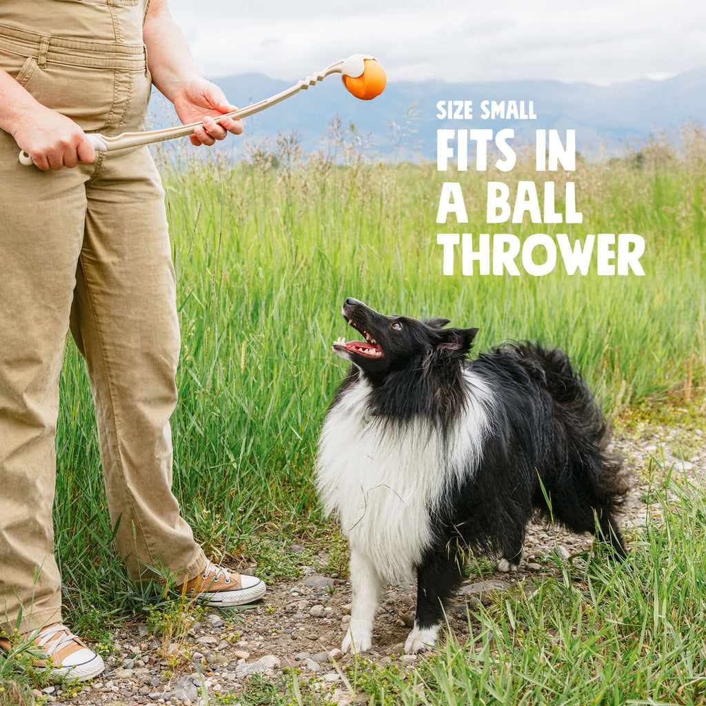 Jive Fetching Toy for Dogs