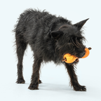 Qwizl Fetching Toy for Dogs