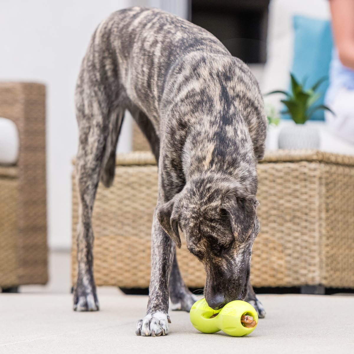 Qwizl Fetching Toy for Dogs