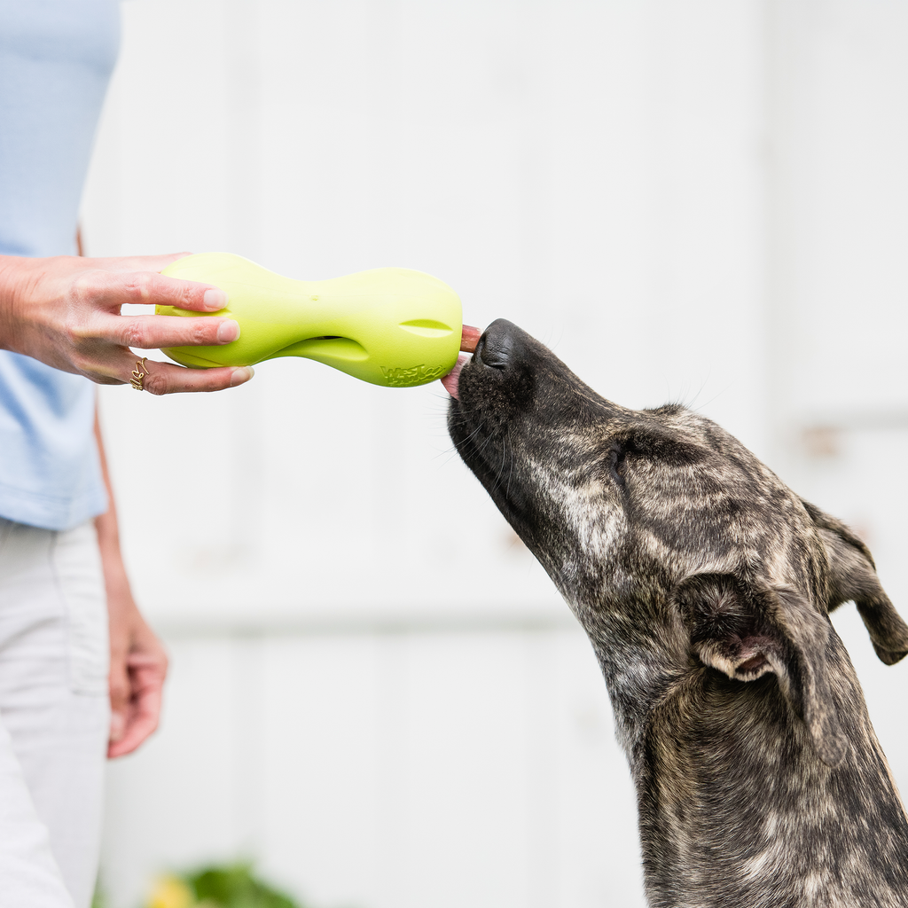 Qwizl Fetching Toy for Dogs