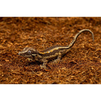 ReptiEarth Fine Coconut Fiber Mix; Ready to Use
