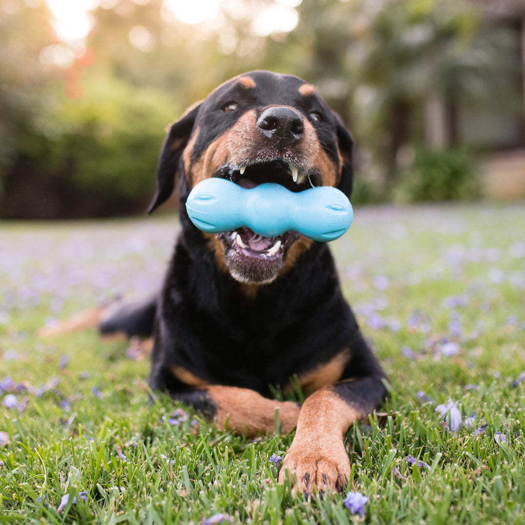Rumpus Fetching Chewing Toy for Dogs