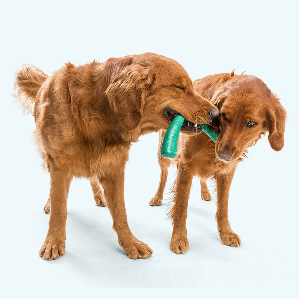 Snorkl Fetching Toy for Dogs