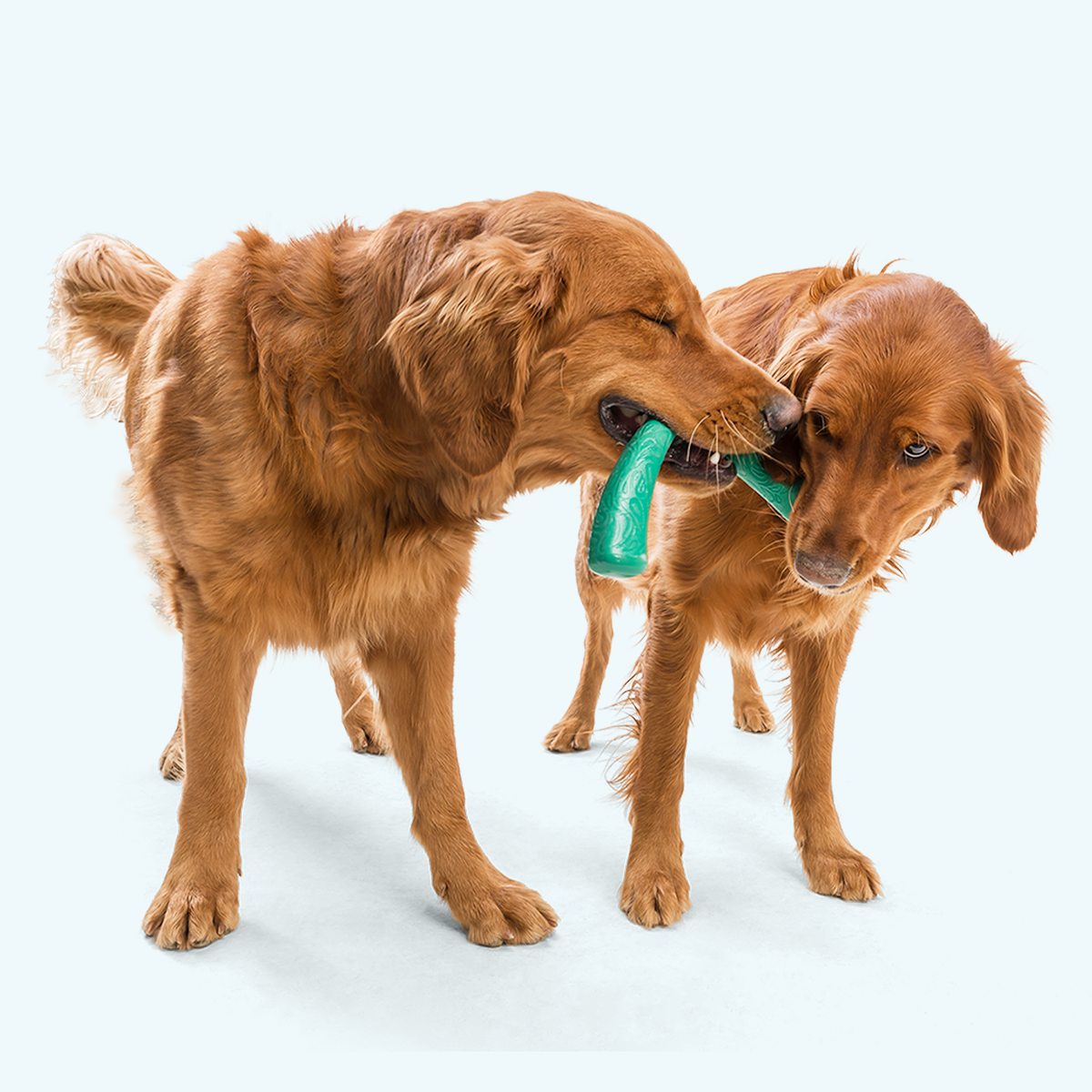 Snorkl Fetching Toy for Dogs