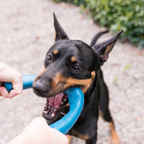 Snorkl Fetching Toy for Dogs