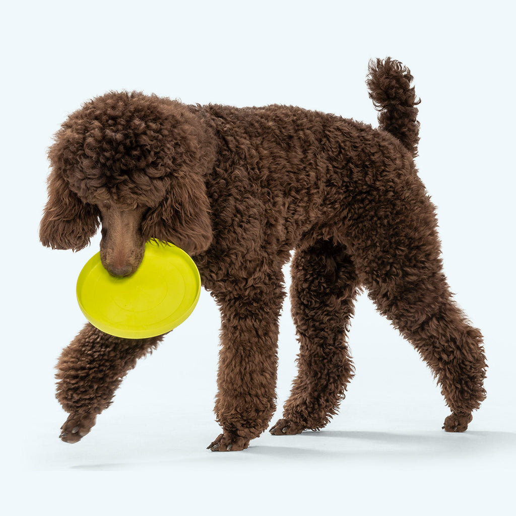 Zisc Chewing Toy for Dogs