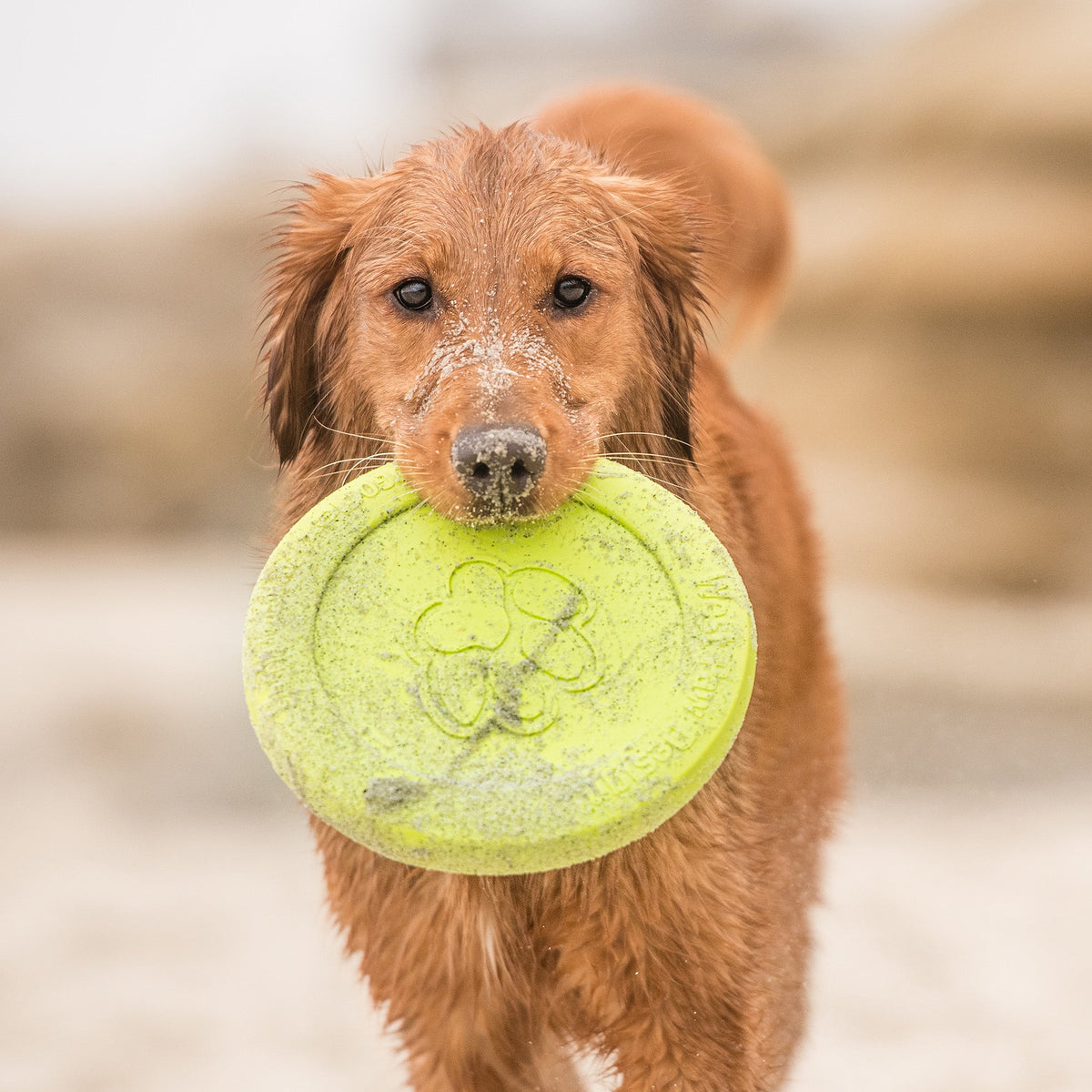 Zisc Chewing Toy for Dogs