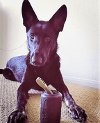 Magnum Can Toy Rubber Dog Chew Toy for Extreme  ChewersTreat Dispenser