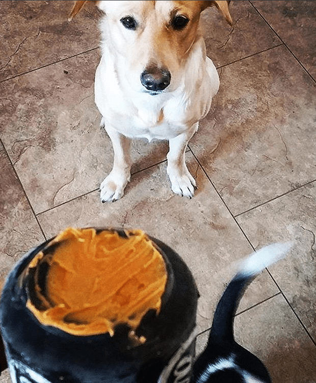 Magnum Can Toy Rubber Dog Chew Toy for Extreme  ChewersTreat Dispenser