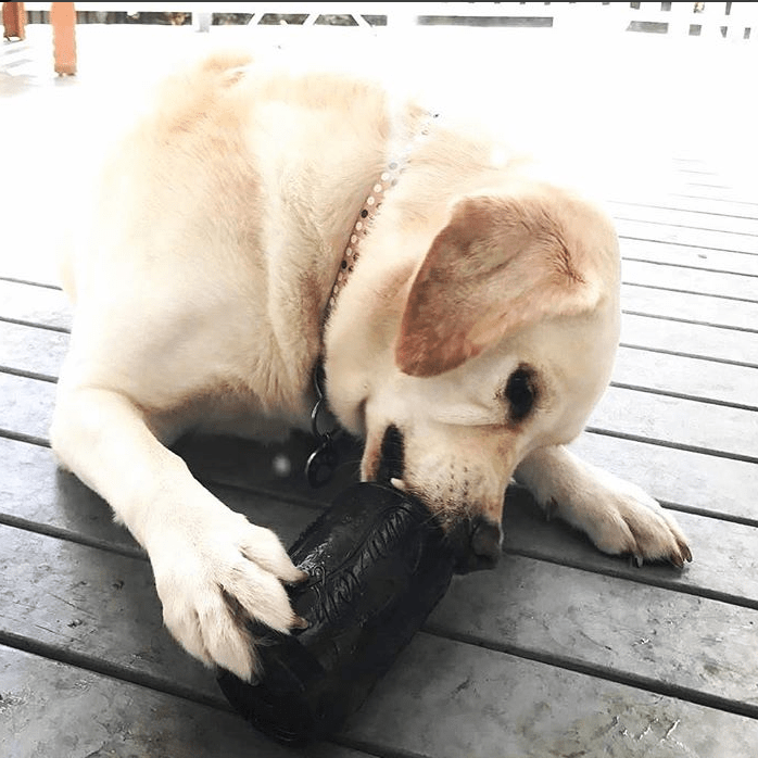 Magnum Can Toy Rubber Dog Chew Toy for Extreme  ChewersTreat Dispenser